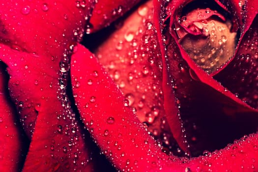 Drops of water on the rose.