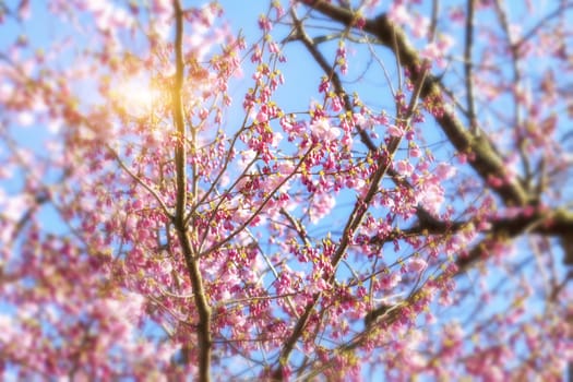 Cherry blossoms over blue sky background