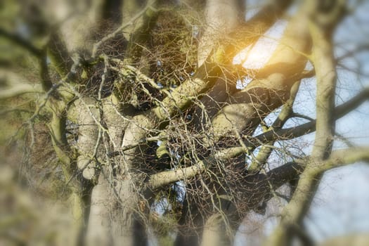 Old beech in the park in Lauenburg on the Elbe