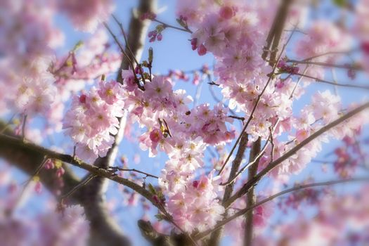 Cherry blossoms over blue sky background