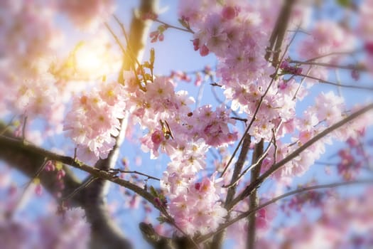 Cherry blossoms over blue sky background