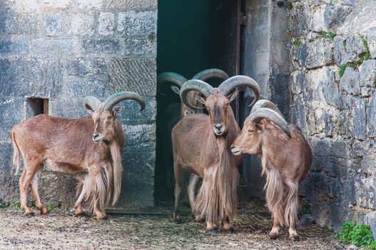 Group of brown sheep at the Besançon zoo in France