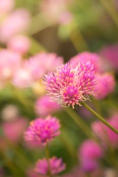 The background image of the colorful flowers, background nature