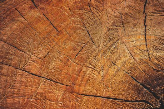 Close up texture of cutting timber by chainsaw. Concept campaign of Global warming and forest preservation.