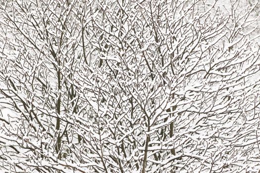 Texture of branches covered with snow. Winter pattern of snow-covered branches