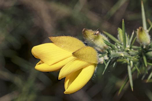 Ulex europaeus, yellow flowers close up with a little spider waiting to catch its prey