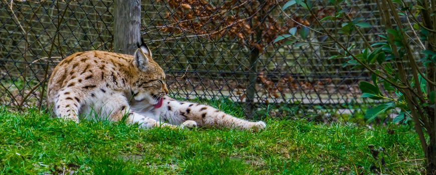 Eurasian lynx laying in the grass and cleaning its hair fur by licking