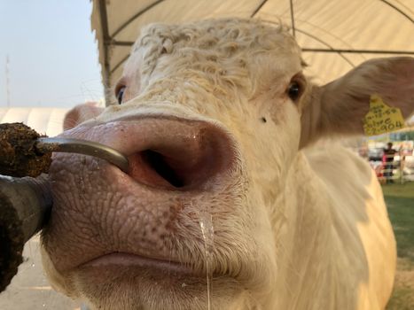 White cow The Charolais is a breed of  beef