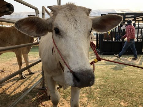 White cow The Charolais is a breed of  beef