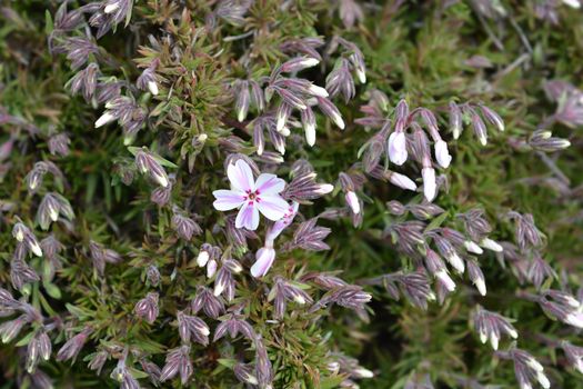 Creeping Phlox Candy Stripe - Latin name - Phlox subulata Candy Stripe