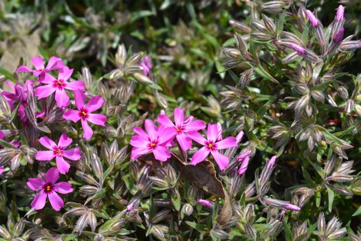 Creeping Phlox Atropurpurea - Latin name - Phlox subulata Atropurpurea