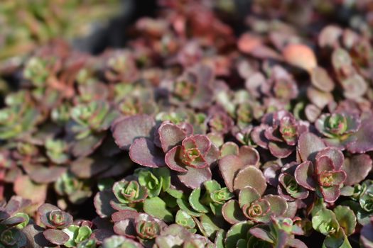 Stonecrop Dragons blood - Latin name - Sedum spurium Schorbuser Blut