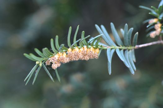 Irish Yew - Latin name - Taxus baccata