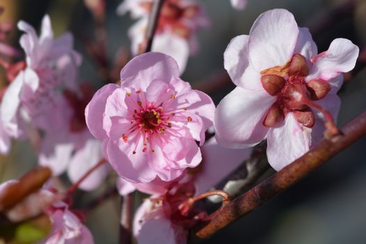 Purple-leafed plum - Latin name - Prunus x blireiana (Prunus x blireana)