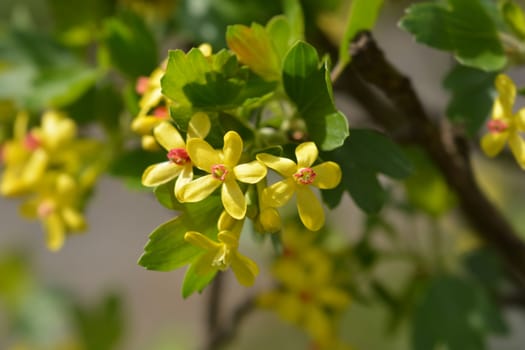 Golden currant - Latin name - Ribes aureum