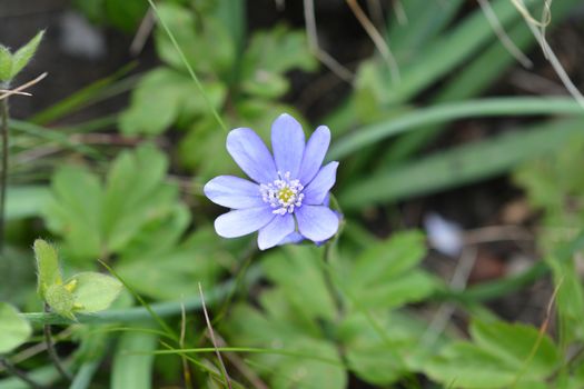 Liverwort - Latin name - Hepatica nobilis (Anemone hepatica)