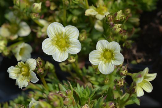 Saxifrage Snow Carpet - Latin name - Saxifraga x arendsii Schneeteppich