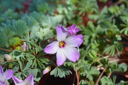 Chilean oxalis - Latin name - Oxalis adenophylla