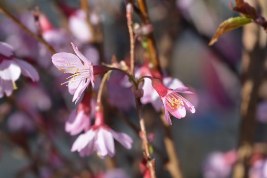 Okame Flowering Cherry - Latin name - Prunus x incam Okame