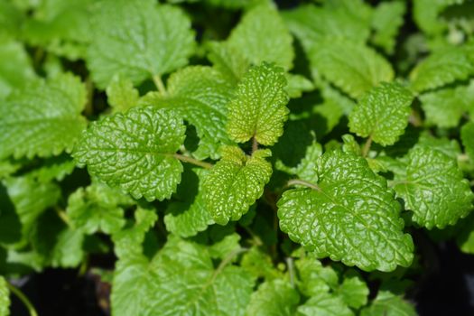 Lemon balm - Latin name - Melissa officinalis