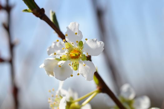 Ozark Premier Plum flower- Latin name - Prunus salicina Ozark Premier