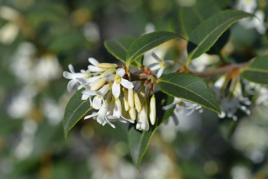 Burkwood osmanthus - Latin name - Osmanthus x burkwoodii