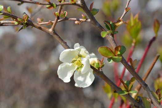 Jet Trail Flowering Quince - Latin name - Chaenomeles x superba Jet Trail