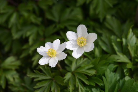 Wood anemone - Latin name - Anemone nemorosa