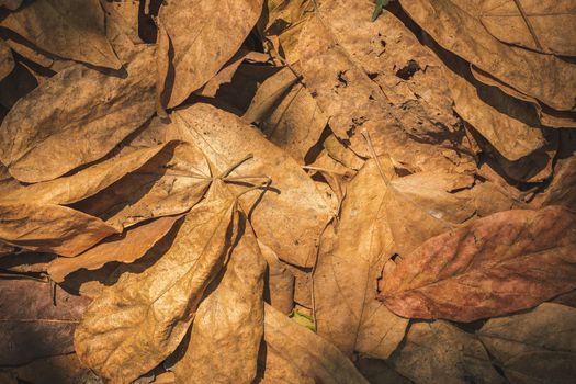 Dry leaves on the ground in the forest. Concept of drought or summer.