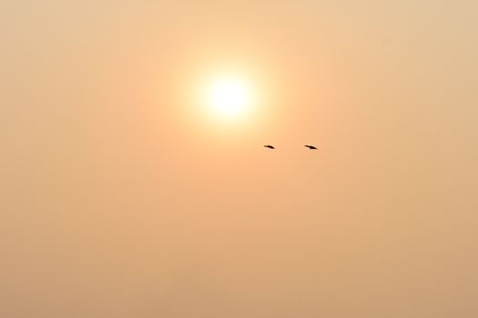 A flock of flying birds in the Summer sunset sky. Wonderful picturesque places. Nature abstract happy Background Texture. Symbol of liberty and freedom. Bhigwan, Maharashtra.