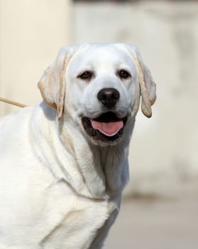 yellow labrador sitting in the park