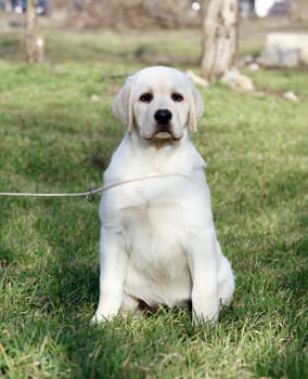 yellow labrador puppy sitting in the park