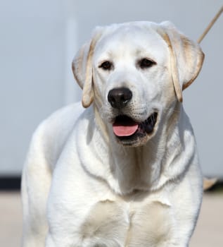 a yellow labrador sitting in the park