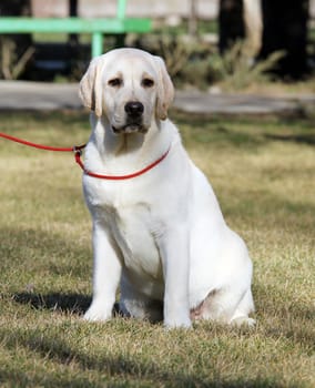 the yellow labrador puppy sitting in the park