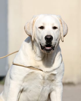 the yellow labrador sitting in the park