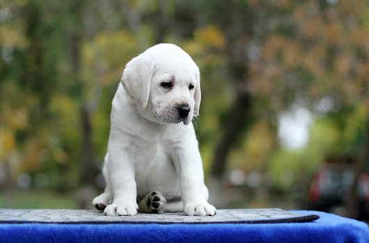 the little yellow labrador puppy sitting on blue background