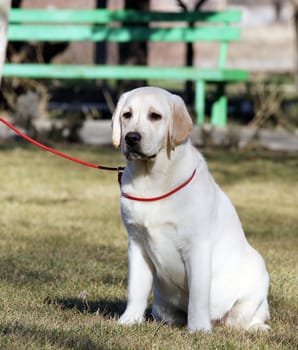 a yellow labrador puppy sitting in the park
