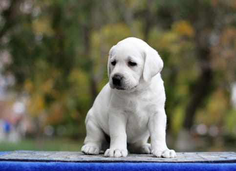 a little yellow labrador puppy sitting on blue background