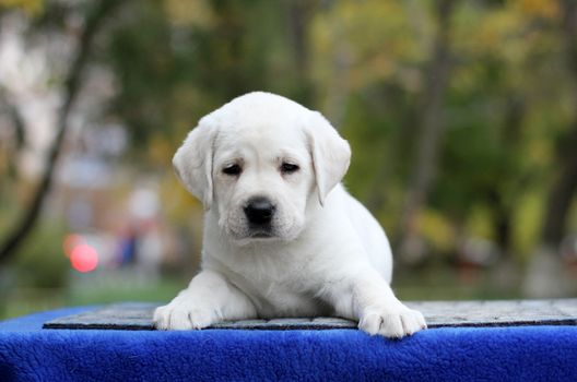 sweet little yellow labrador puppy sitting on blue background