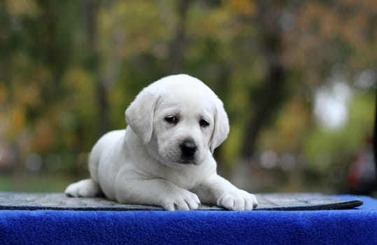 little yellow labrador puppy sitting on blue background