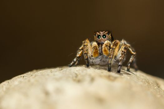 This spider is known to eat small insects like grasshoppers, flies, bees as well as other small spiders.