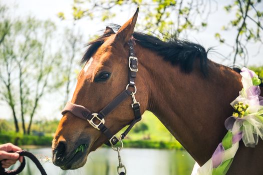 Brown horse with decoratice wreath collar as wedding gift in the summer.