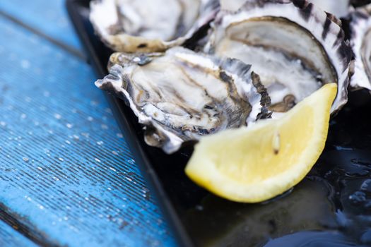 Closeup of large fresh shucked oysters with a blue background.