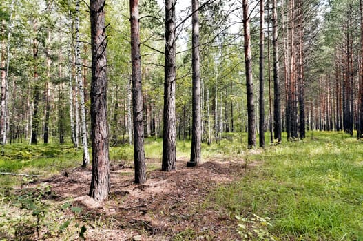 young pine forest illuminated by the sun, in summer