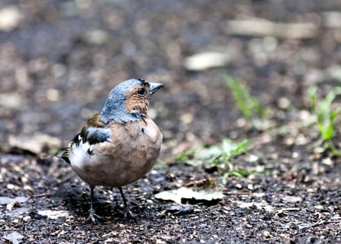 Chaffinch, the bird with latin name Fringilla coelebs sitting on the ground