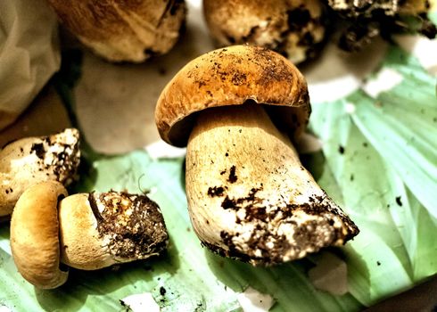 mushrooms with the Latin name Boletus edulis lie on the table