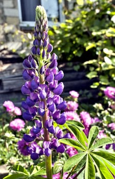 bright purple Lupin lit by morning sun on blurred nature background