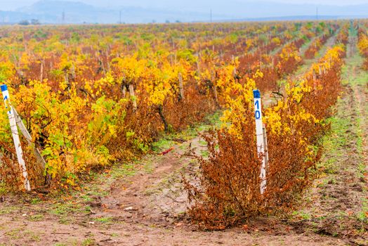 autumn landscape - a vine plantation after harvest, late autumn