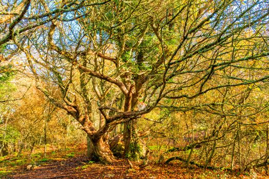 A large old tree in a park in autumn