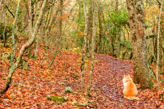 Autumn path in the park on which sits a red cat